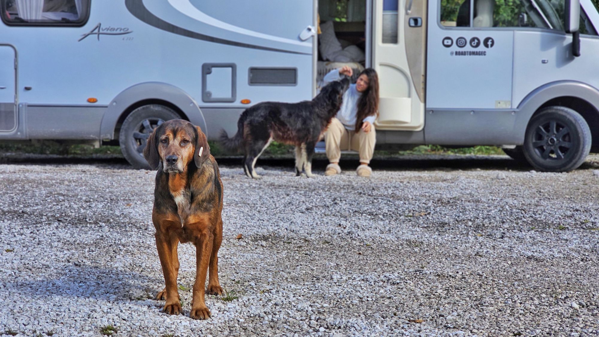 Dos perros junto a Guacimara y la autocaravana durante la iniciativa Sembrando Huellas